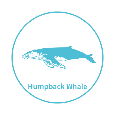 My Glück | 以海洋為主題的台灣設計師品牌 |  - 大翅鯨系列