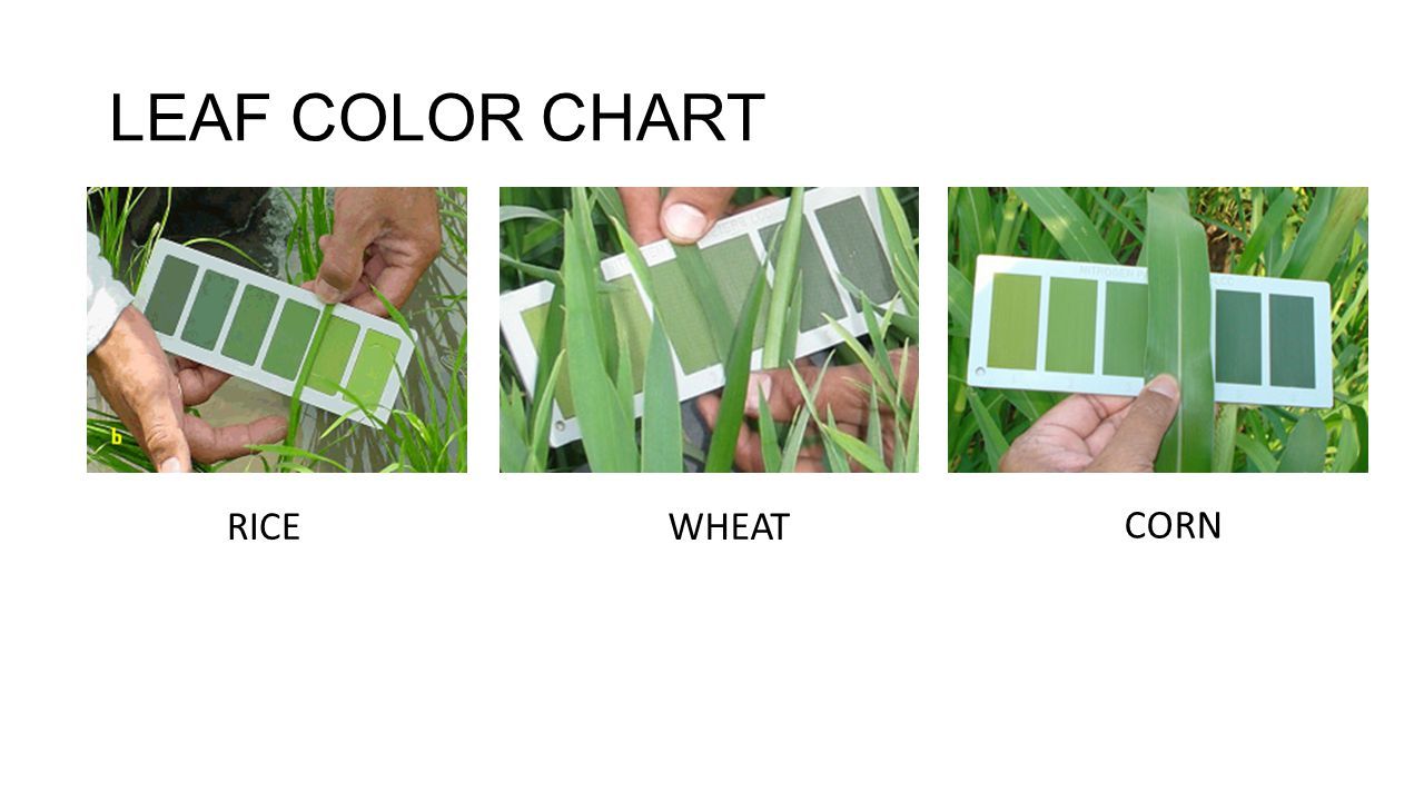LEAF+COLOR+CHART+RICE+WHEAT+CORN.jpg