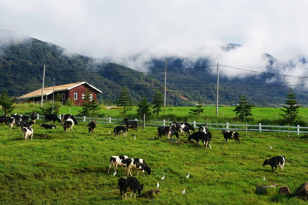 Bigfoottraveller-Kundasang-24