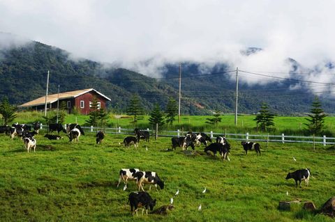 Bigfoottraveller-Kundasang-24