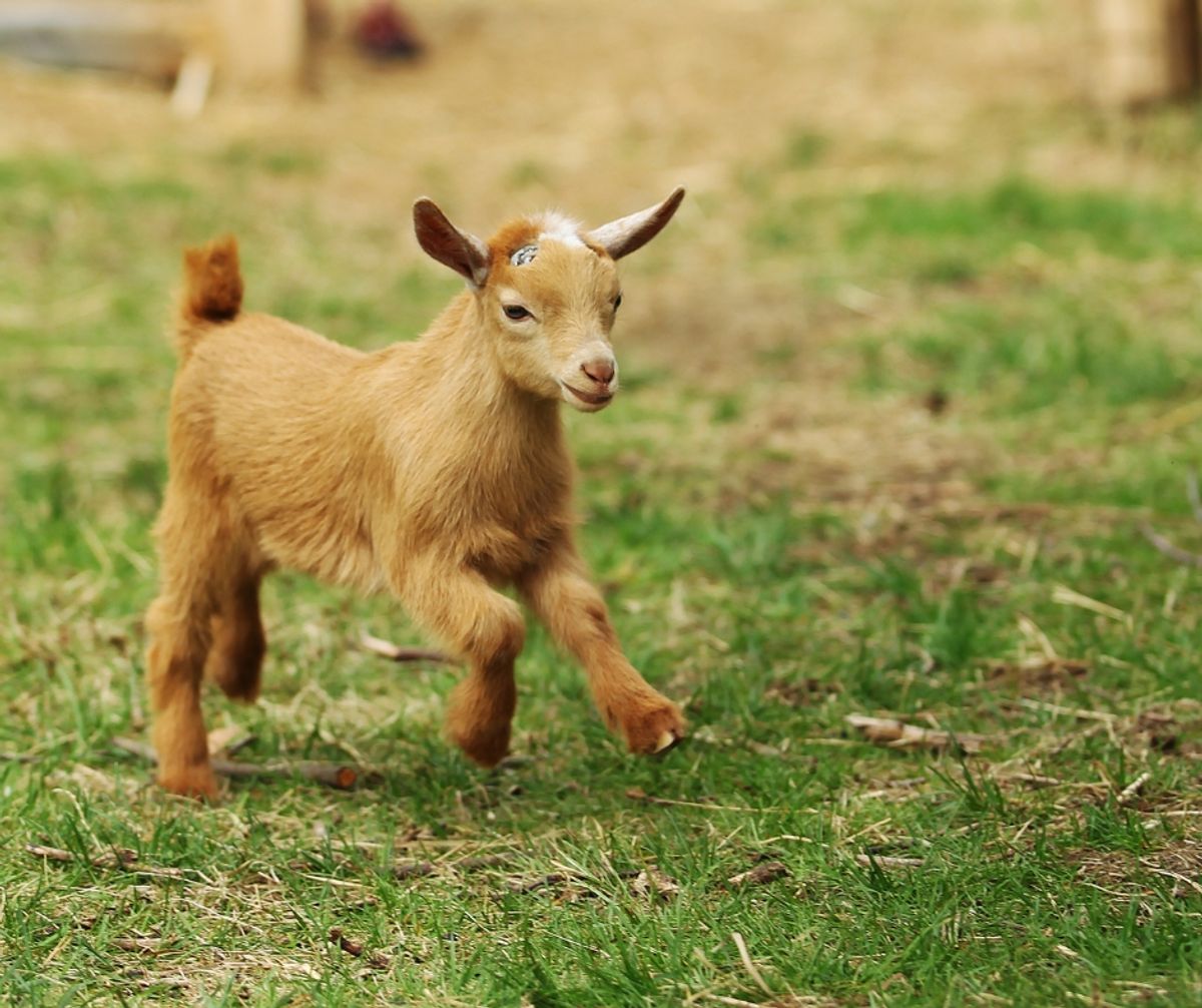 羊奶 vs 牛奶有什麼不同?營養專家揭秘「分子大小」與「A2β 酪蛋白」的健康關鍵