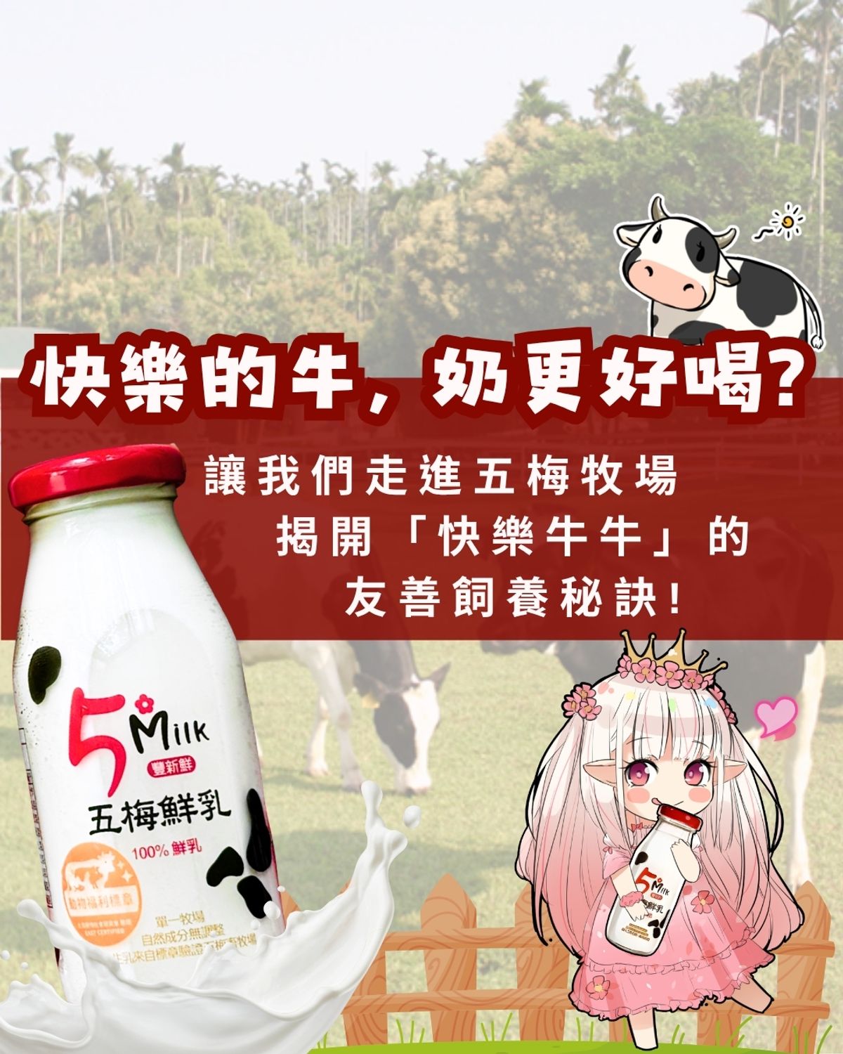 【動物福利】為什麼「快樂的牛」奶水更好喝？走進嘉義五梅牧場的友善飼養日常