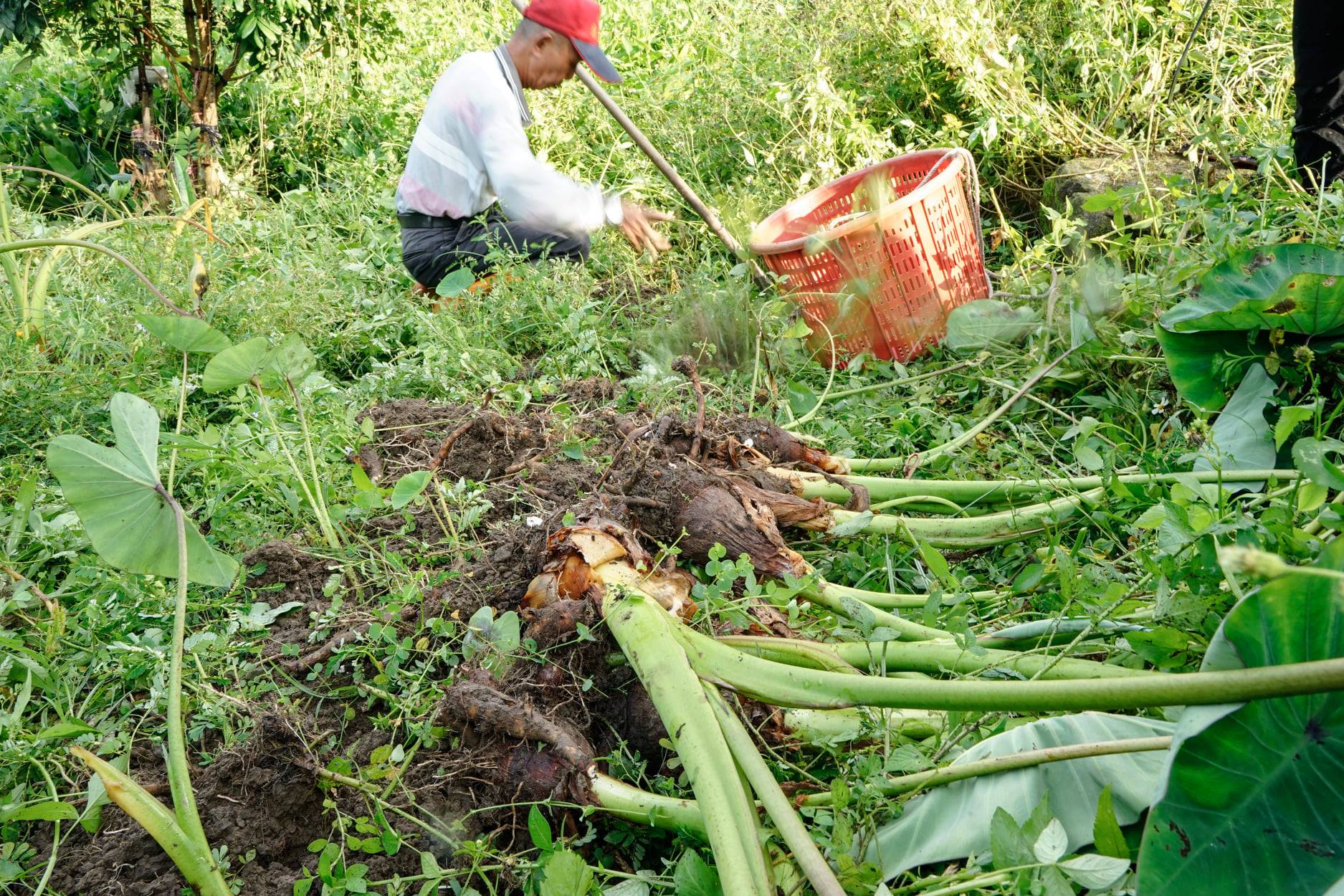 檳榔心芋料理