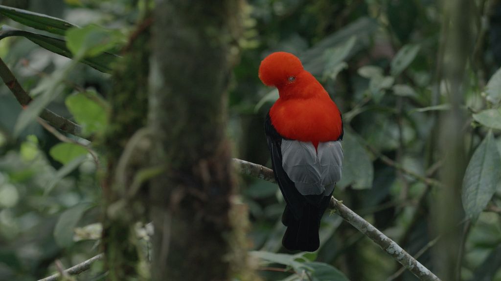 徐仁修花長時間蹲點拍攝動物之美，圖為安第斯動冠傘鳥。圖／牽猴子 提供