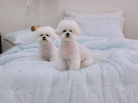 따시온_照片_20250217_1