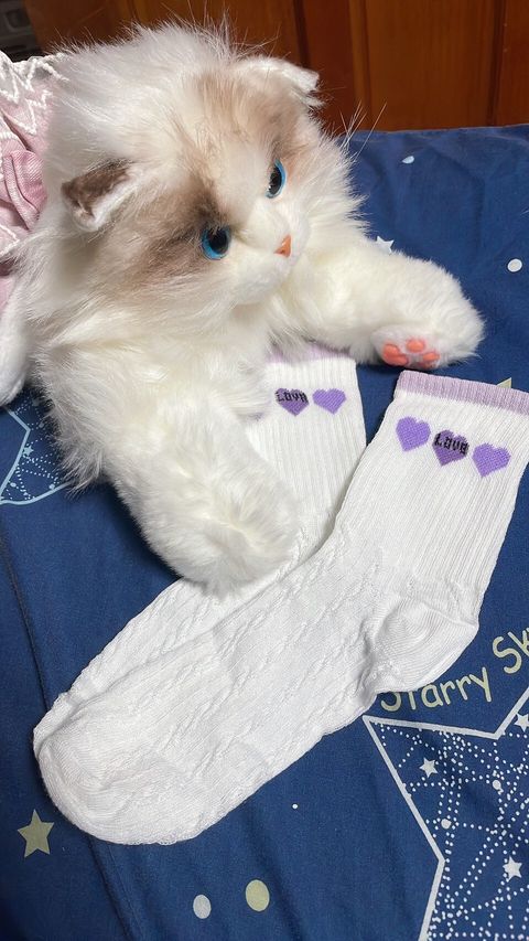 LINE_ALBUM_內褲 襪子 內衣 單_251208_1