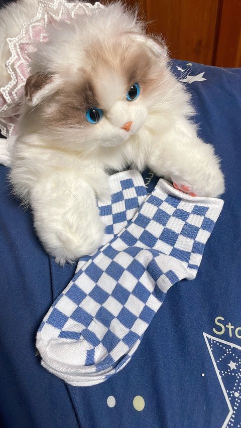 LINE_ALBUM_內褲 襪子 內衣 單_251208_2