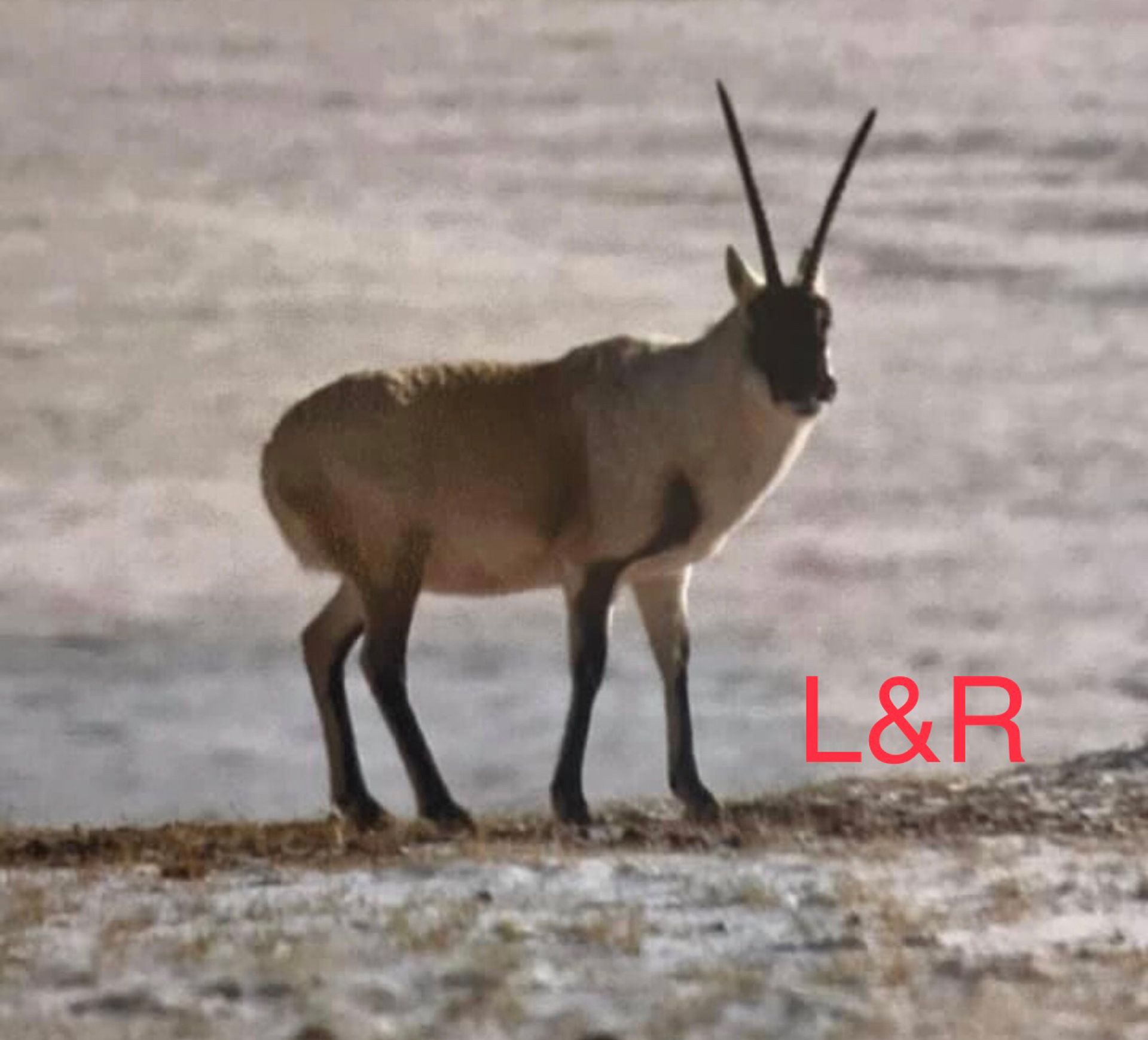 L&R-喀什米爾羊羢手工製作編織過程