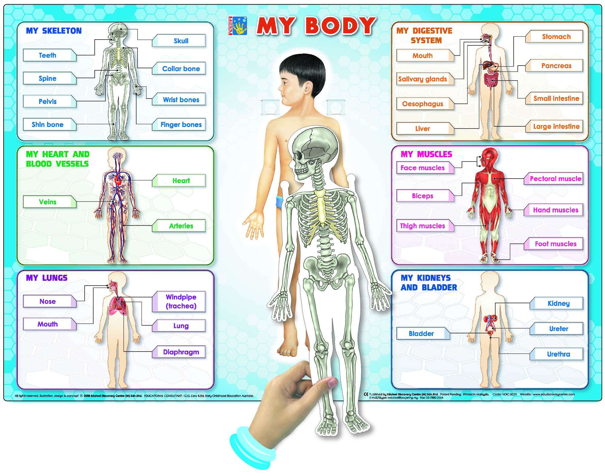 my body not.jpg