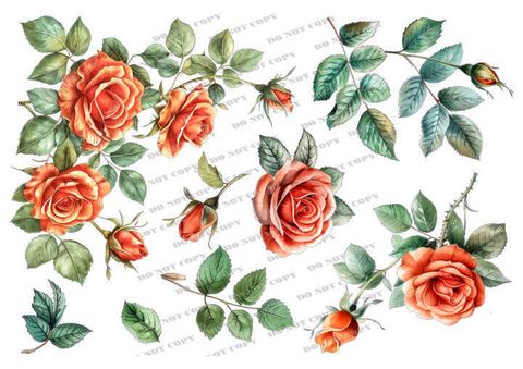 TF-花草0009_結果