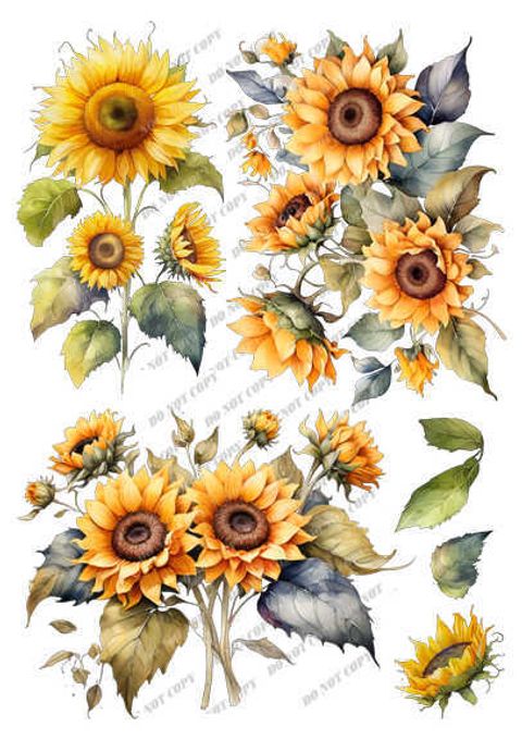 TF-花草0011_結果