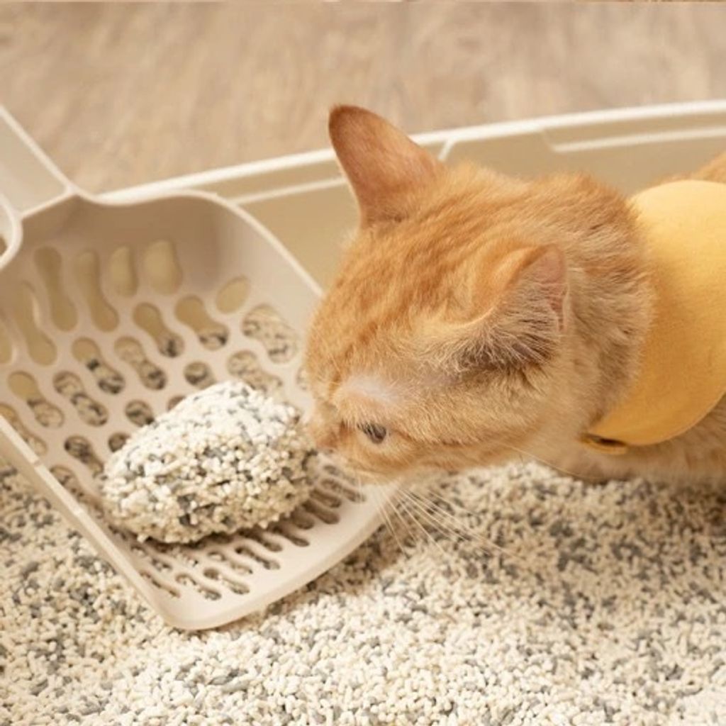 shortcatlitter-P8-510x510.jpg