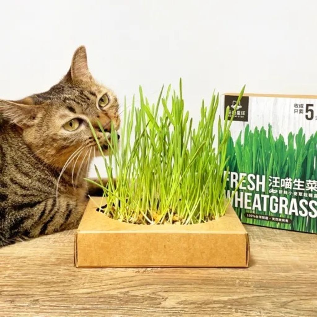 catgrass-P4-510x510.jpg