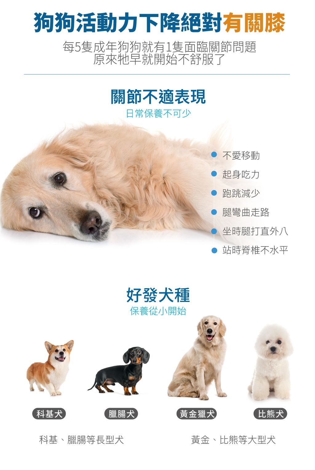 犬有關膝詳情頁_設計_2