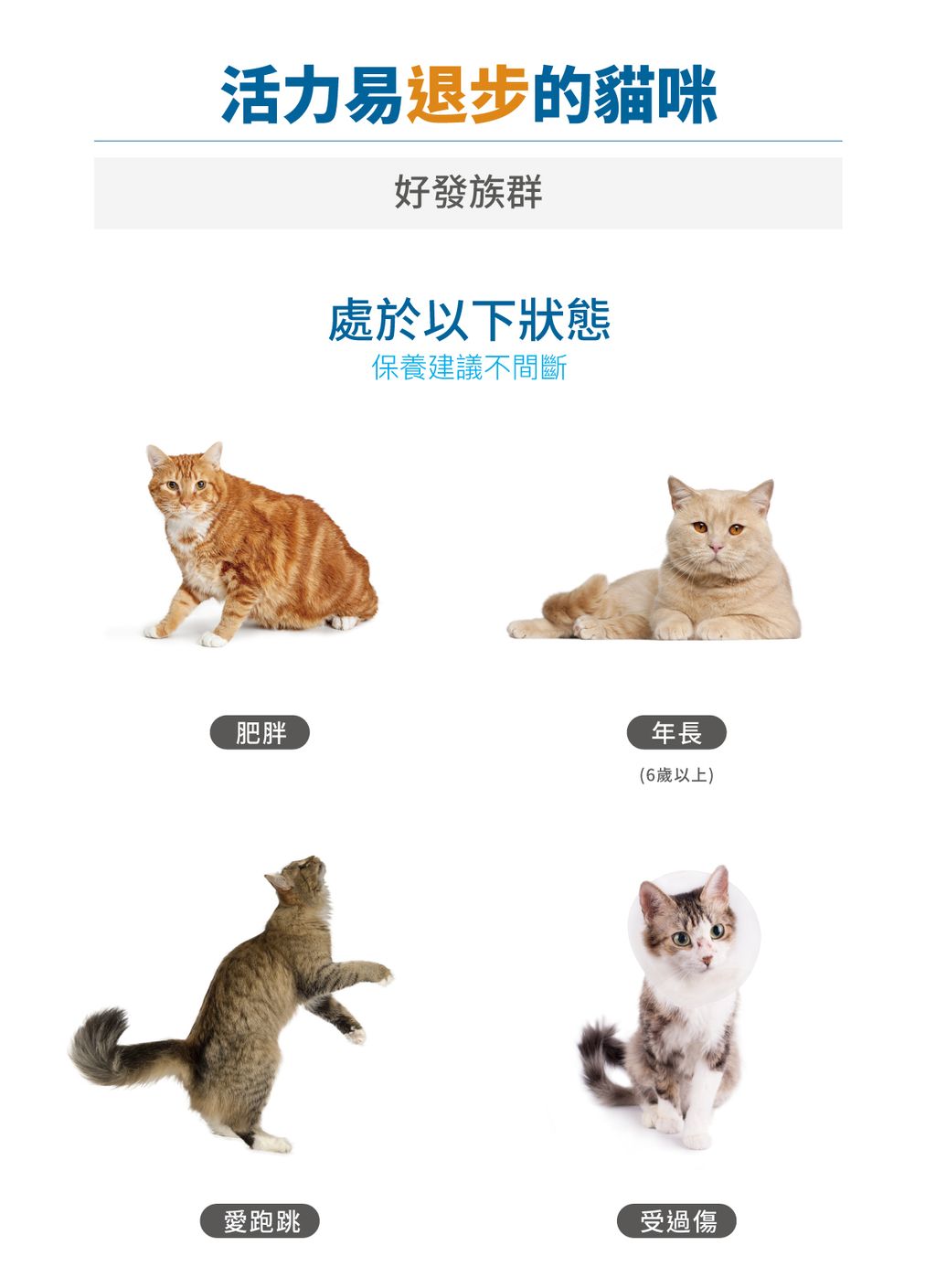 貓有關膝詳情頁_設計_3