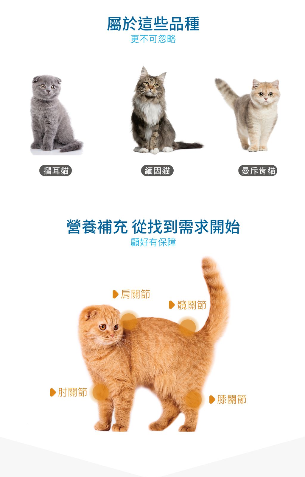 貓有關膝詳情頁_設計_4