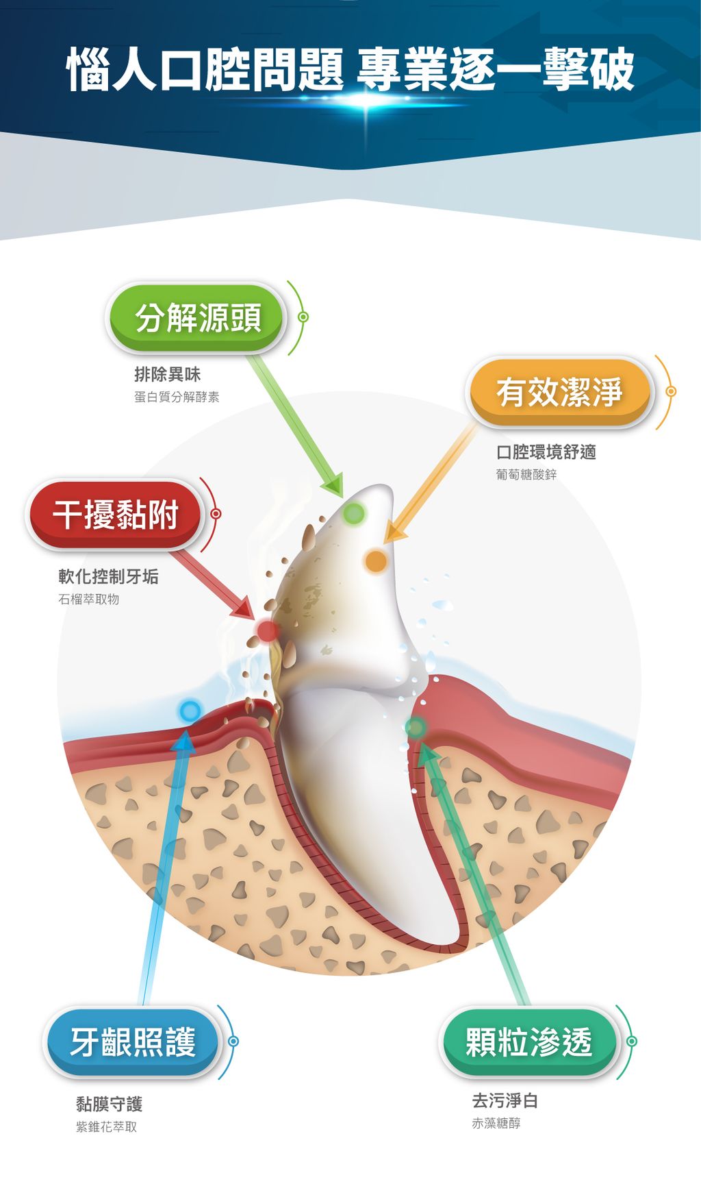 貓固齒麗口滴劑詳情頁_設計_10