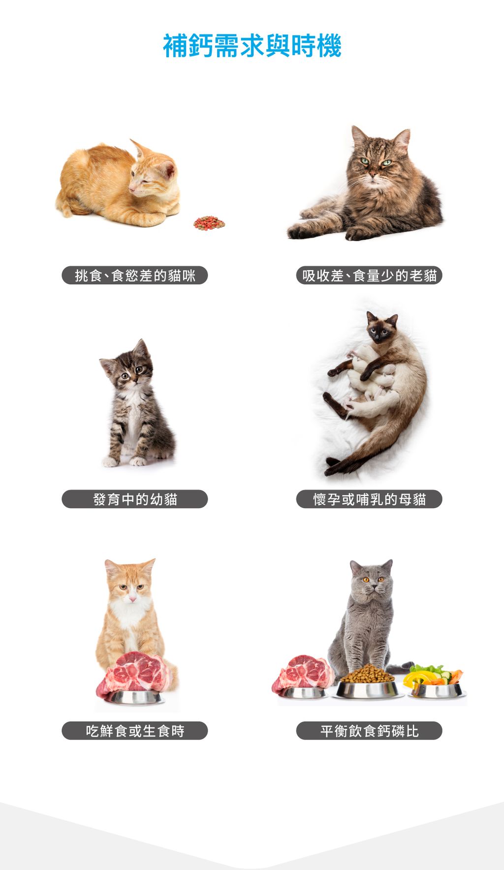 貓D藻鈣詳情頁_設計_3