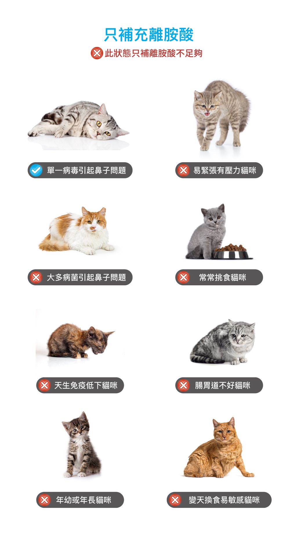 貓護疫升詳情頁_設計_3