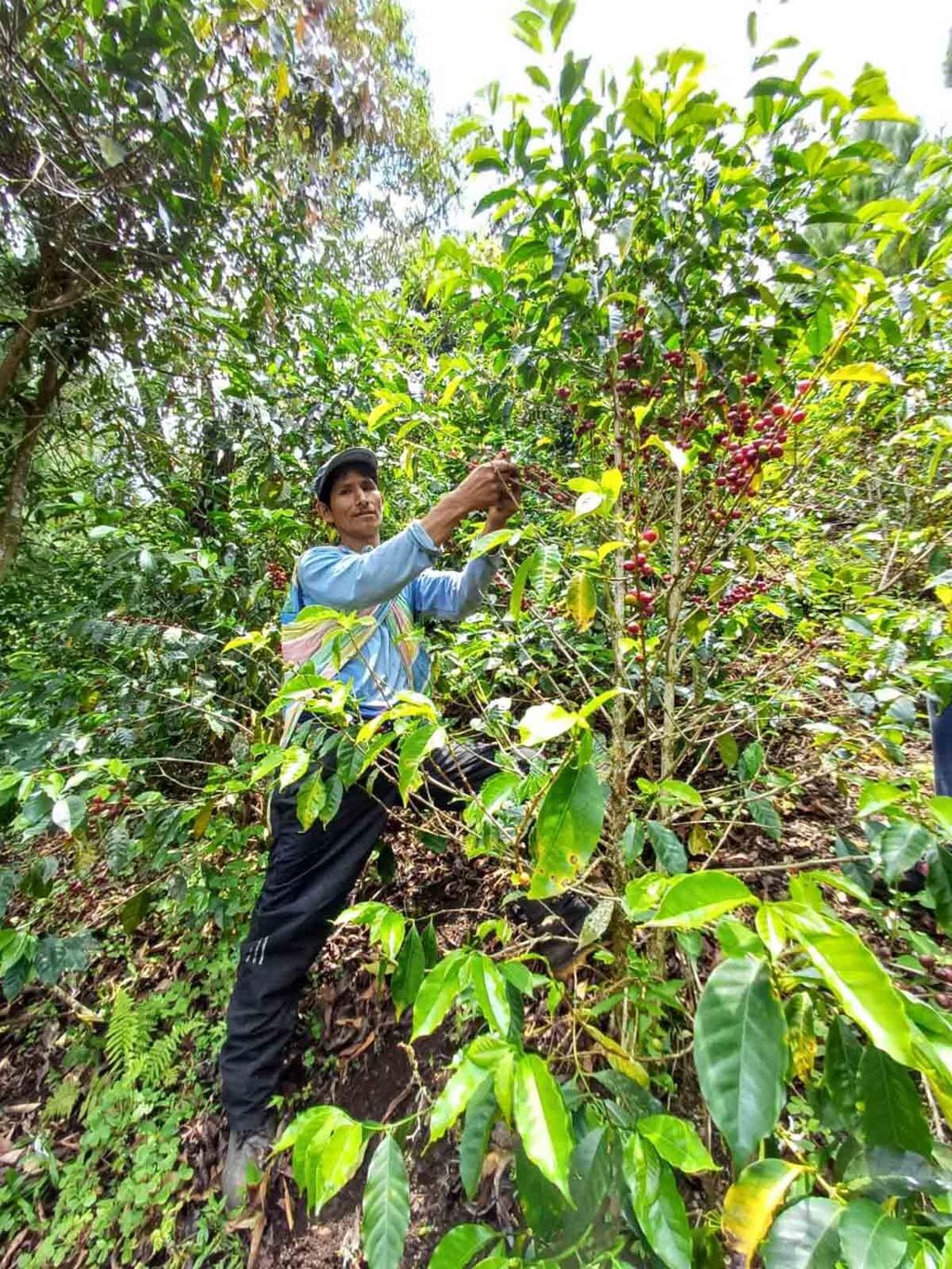 Cup-Of-Excellence-Peru-2024-4.-Alcides-Contreras