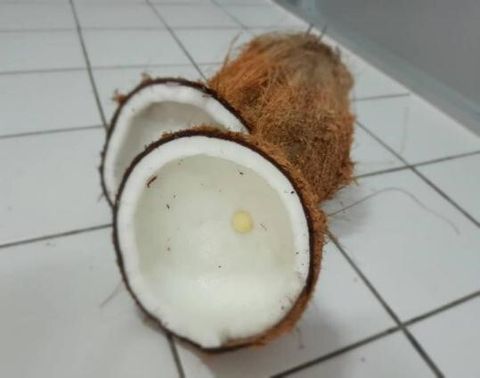 kelapatua