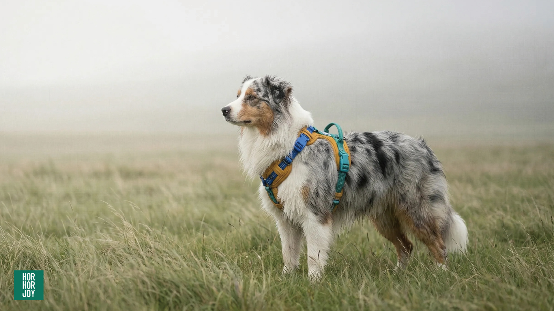 寵物有福啦！超可愛 | 三遷所 3000moving.co