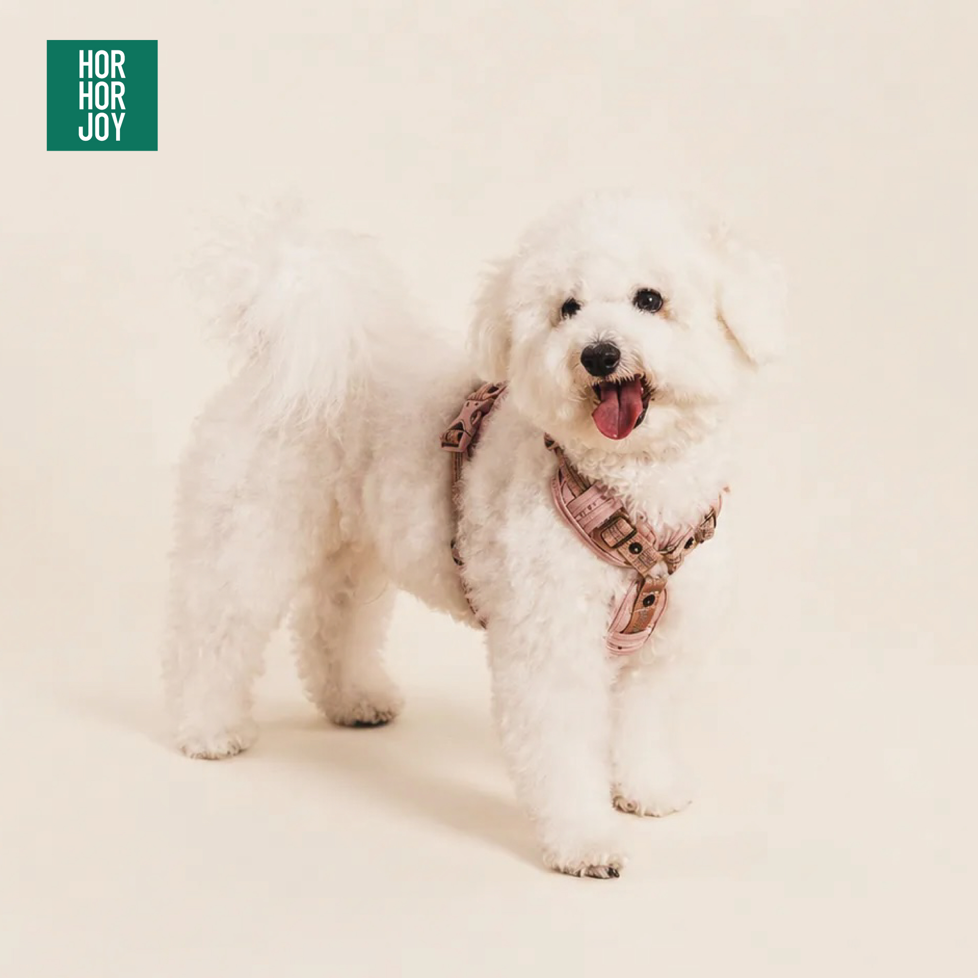 寵物有福啦！超可愛 | 三遷所 3000moving.co