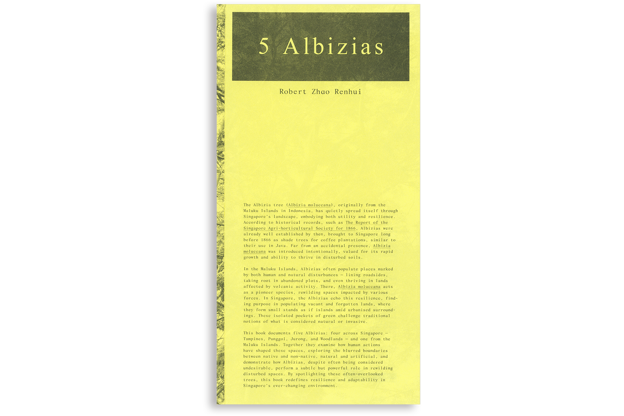 5 Albizias 01