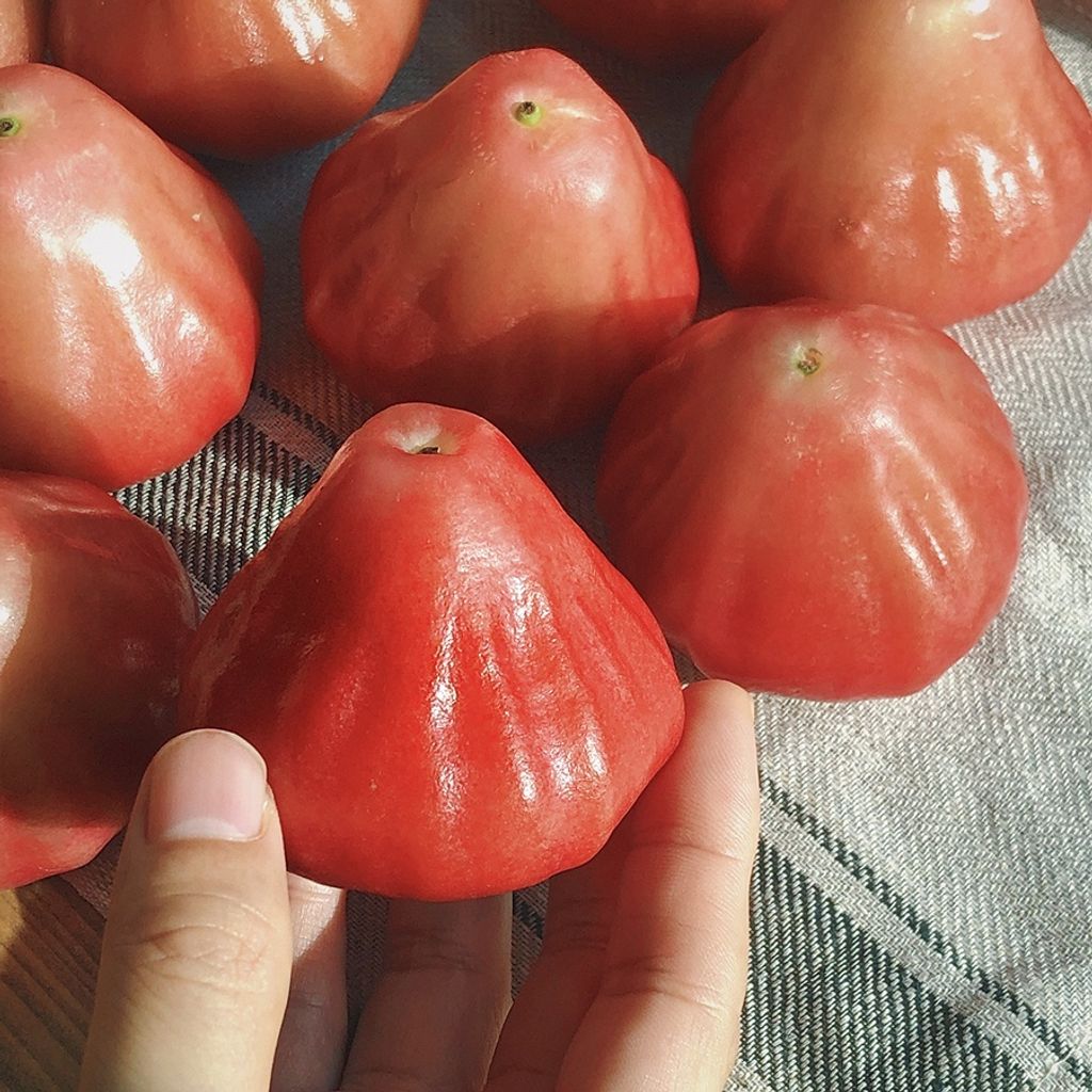 sg-11134201-22120-62ny6tuhfblvb5