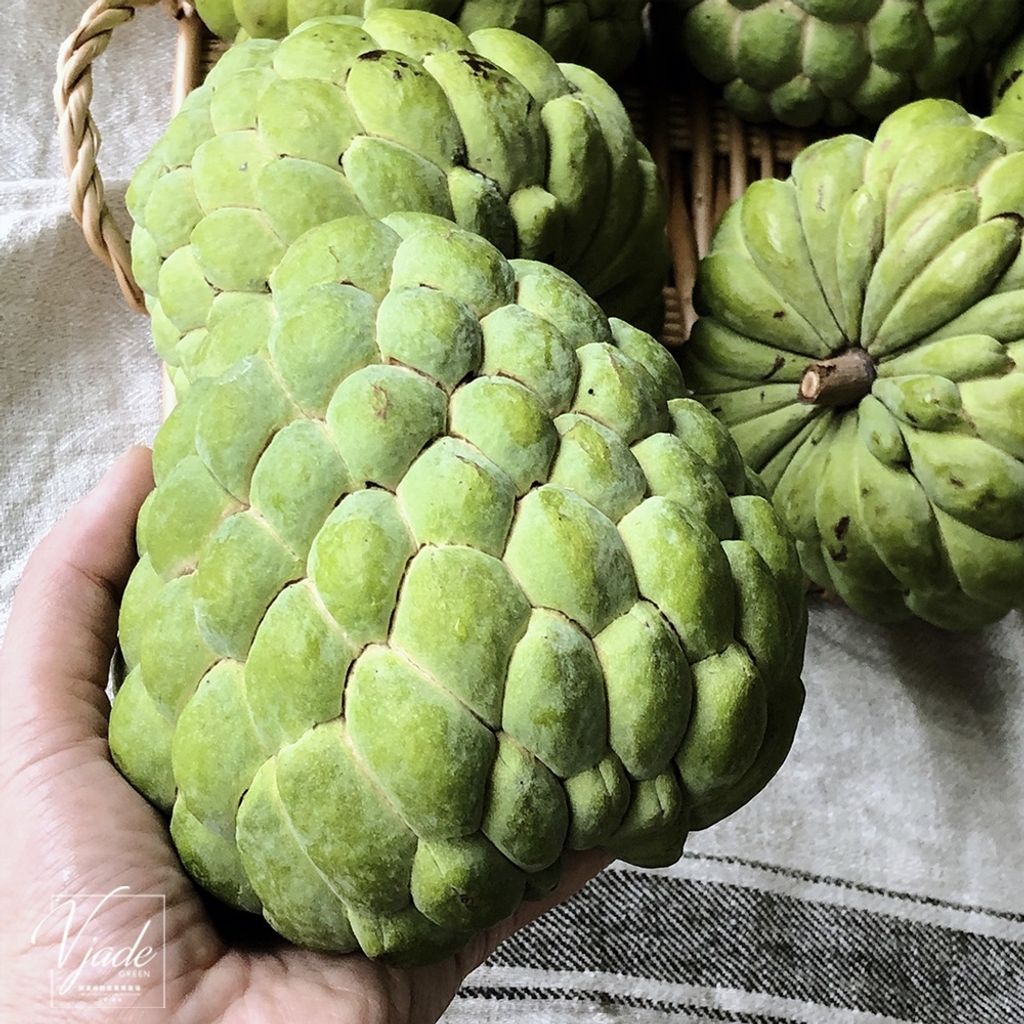 ec8b588990b43a937e9b22c254fd2f1c