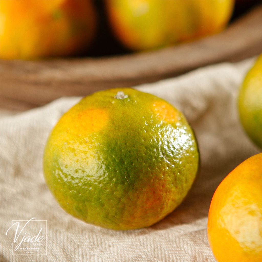 23_佛利蒙橘子-4