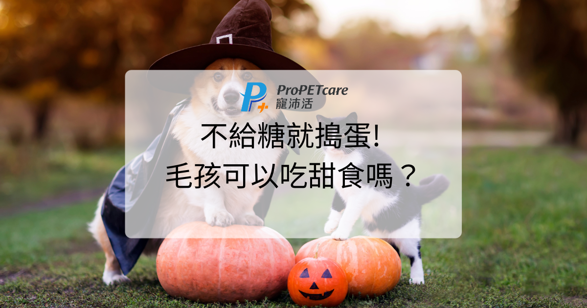 不給糖就搗蛋! 毛孩可以吃甜食嗎？