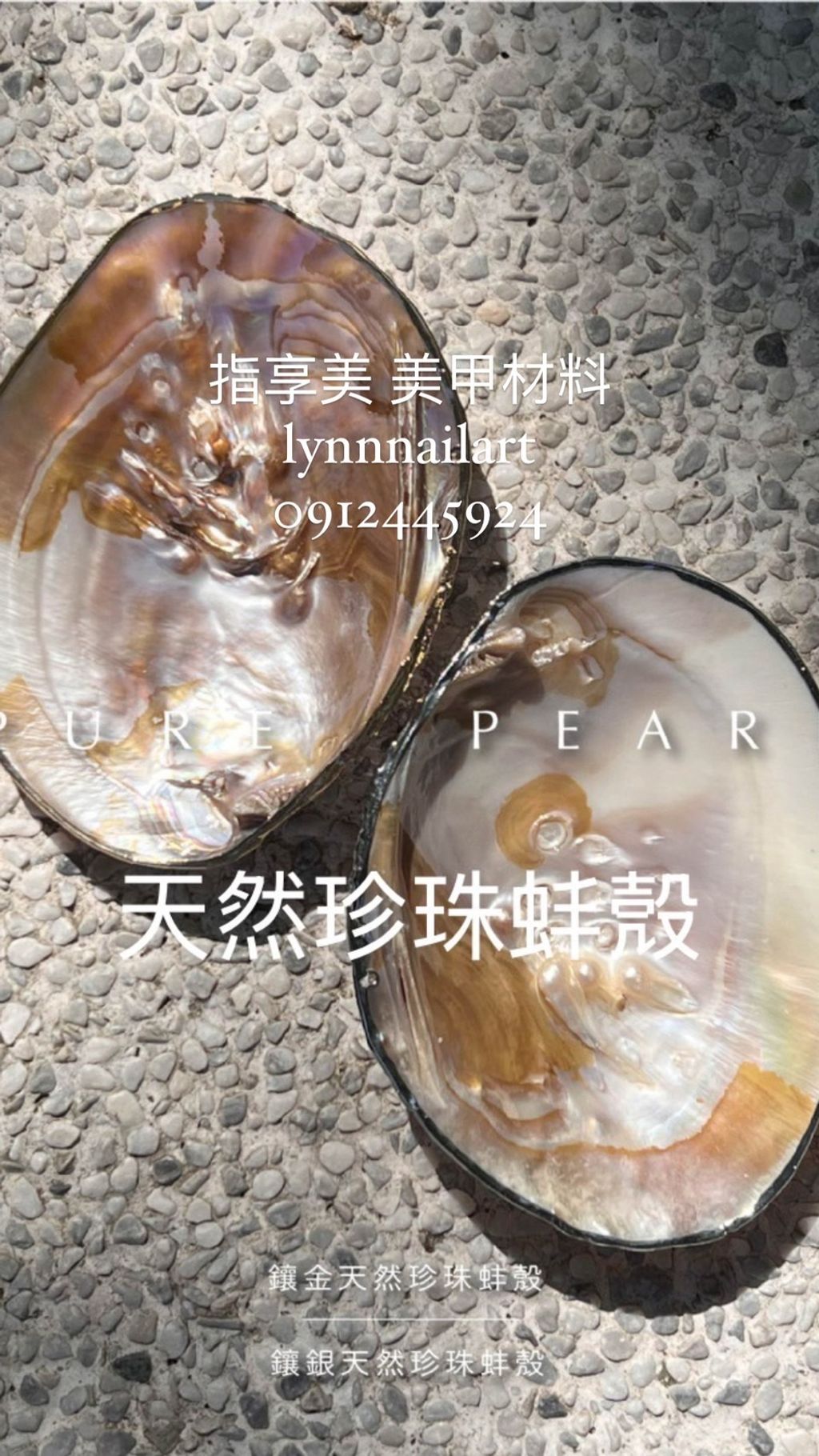 珍珠貝殼拍照道