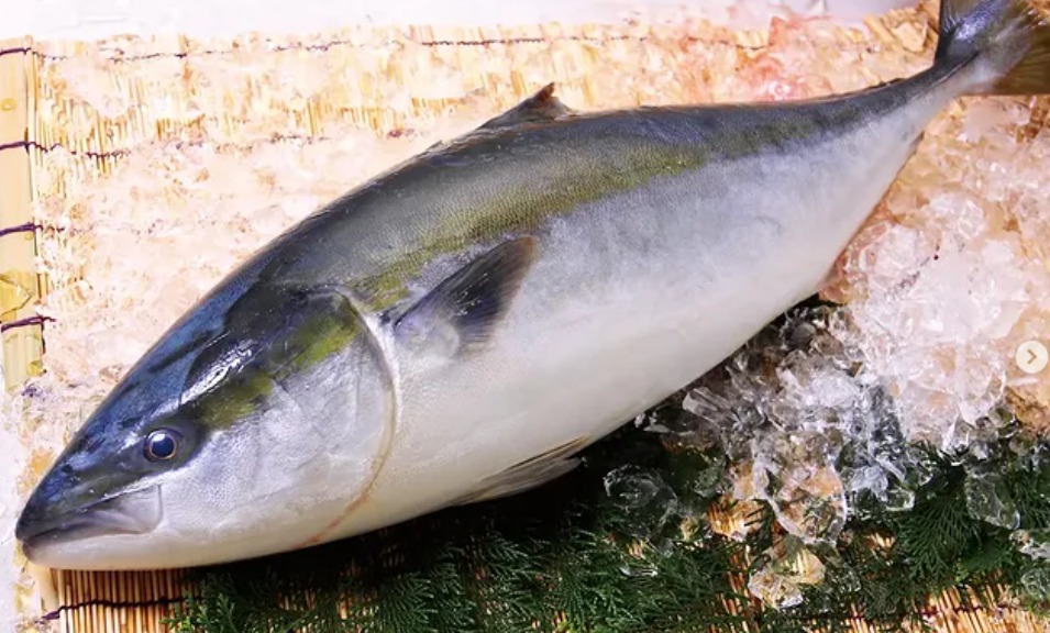 Hyoshoku Hamachi