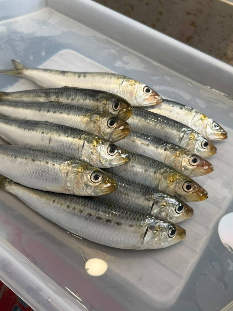 Japan Sardines 1