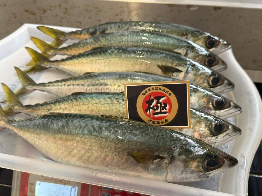 Japan Mackerel