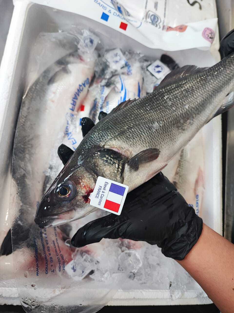European Seabass 1