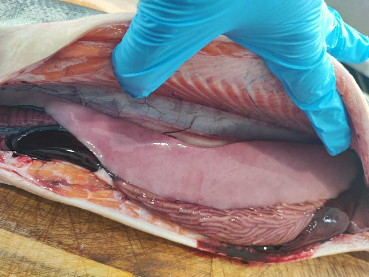 Wild Hokkaido Salmon - Gin Sei 4