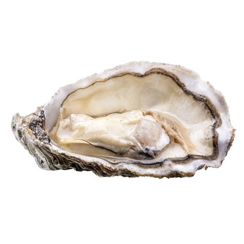 PSK - Fine Oysters