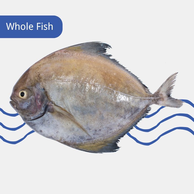 Product Image 800x800px