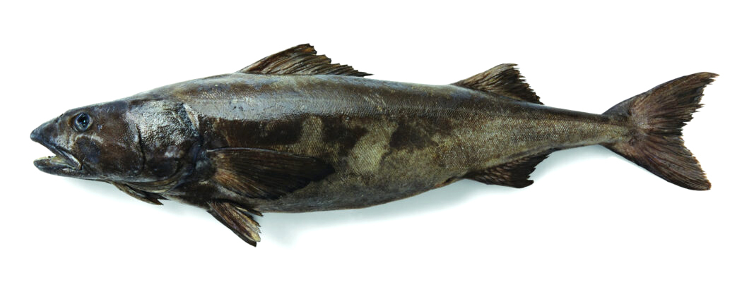 sablefish