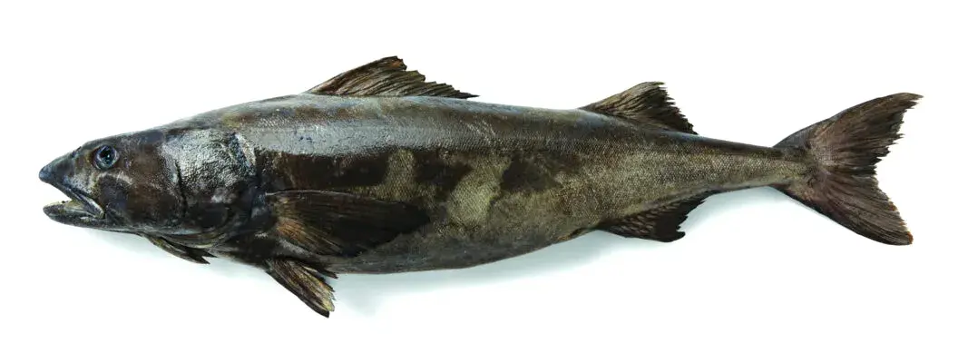 sablefish
