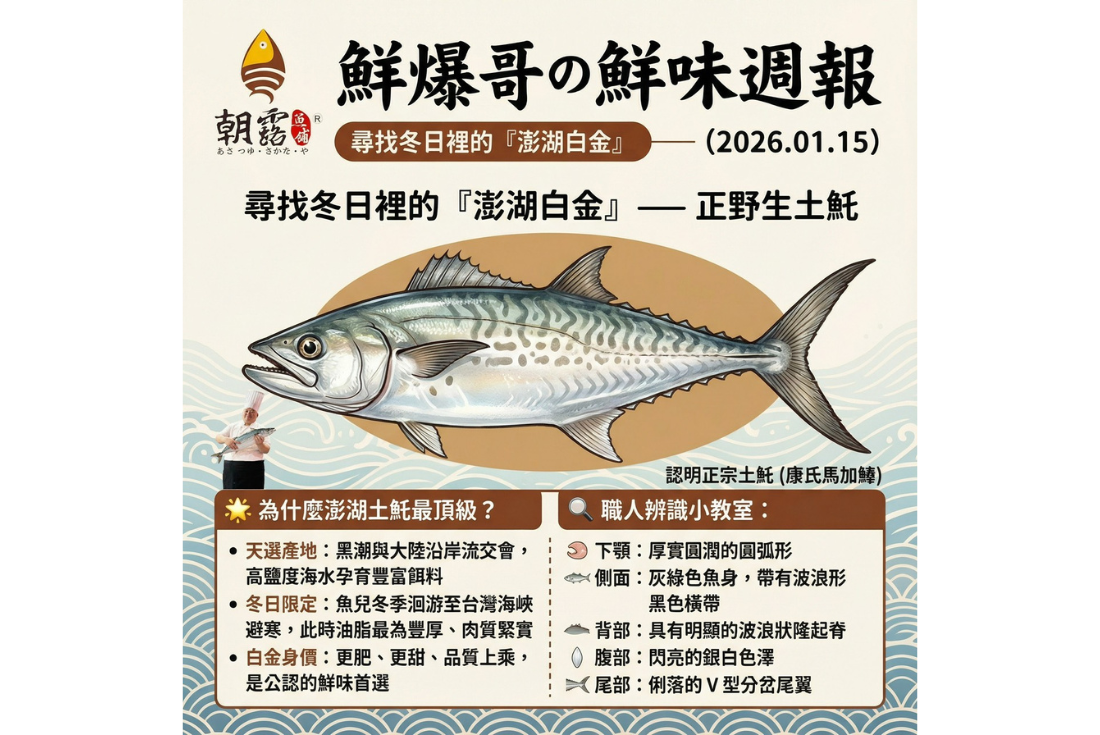 尋找冬日裡的『澎湖白金』-正野生土魠