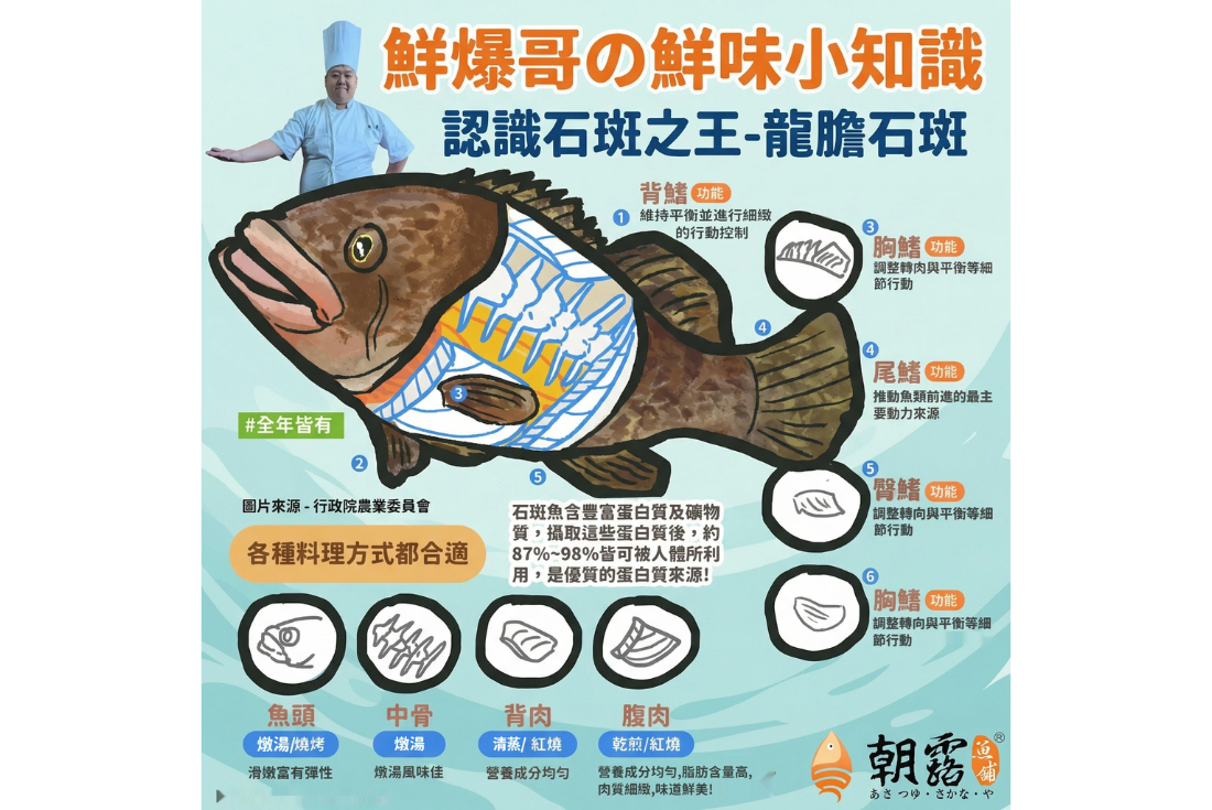 鮮爆哥鮮味小知識-龍膽石斑