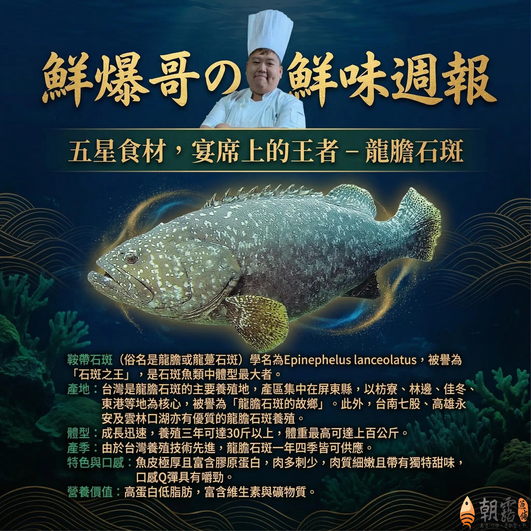 週報05-龍膽石斑