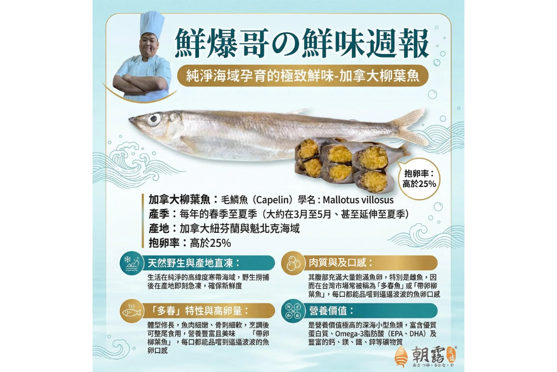 純淨海域孕育的極致鮮味-加拿大柳葉魚