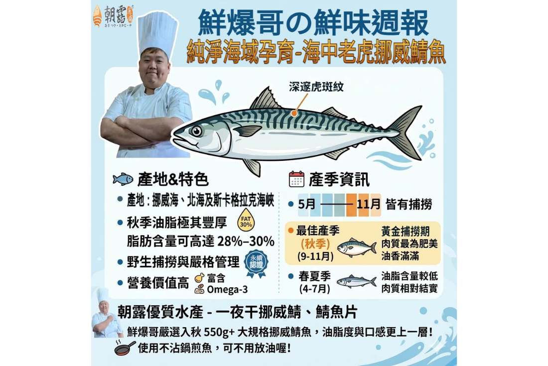 純淨海域孕育-海中老虎挪威鯖魚