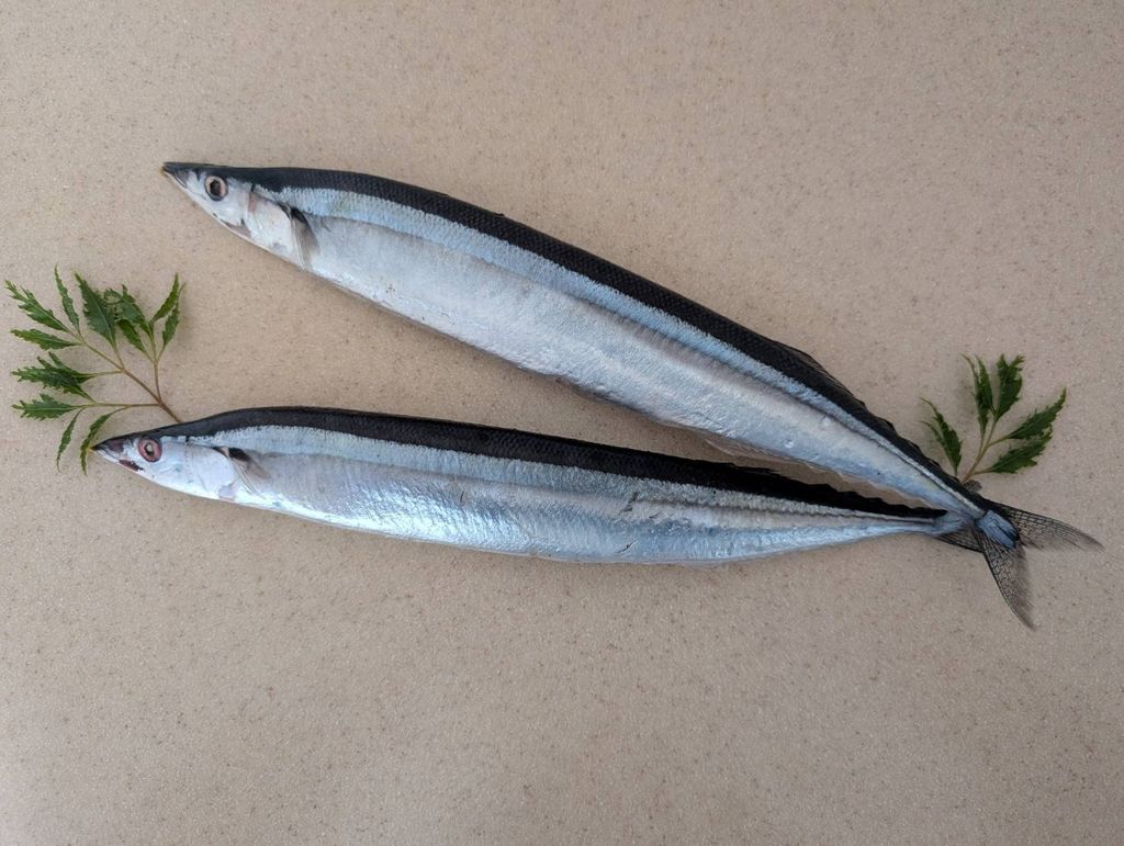 冷凍秋刀魚(特) 500g±10% 包 12包 6kg 箱-真空