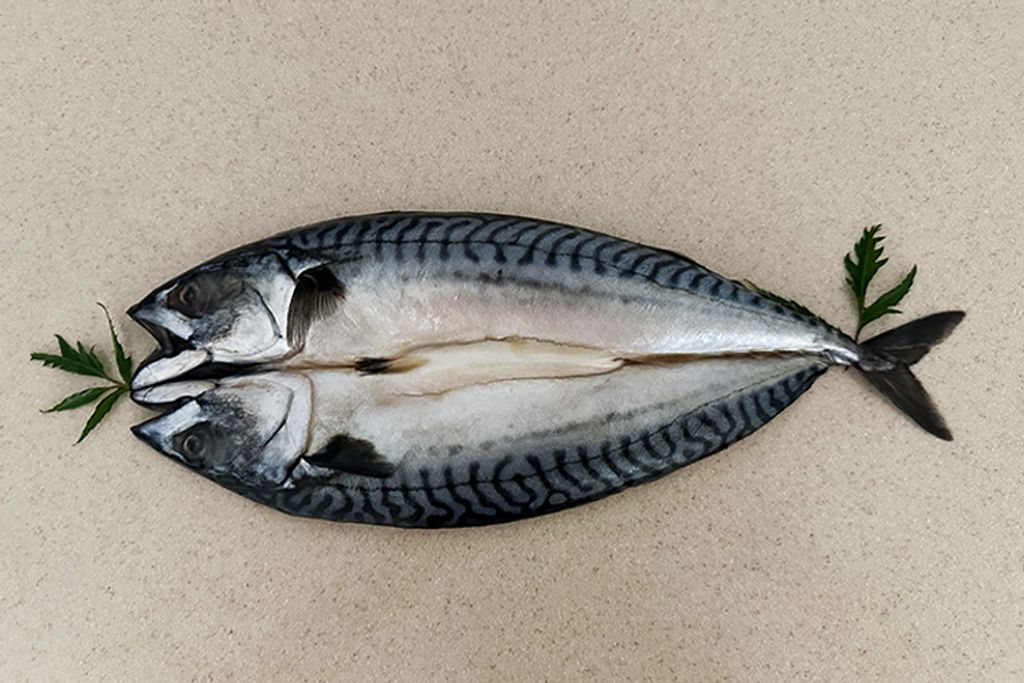 冷凍挪威鯖一夜干13尾00