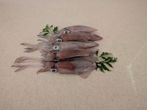 船凍小卷 300g±包 20包6kg箱-彩袋